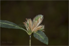 Lepidagathis incurva